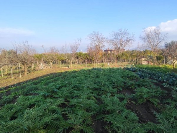 terreno agricolo in vendita a Maddaloni