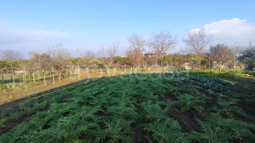 terreno agricolo in vendita a Maddaloni