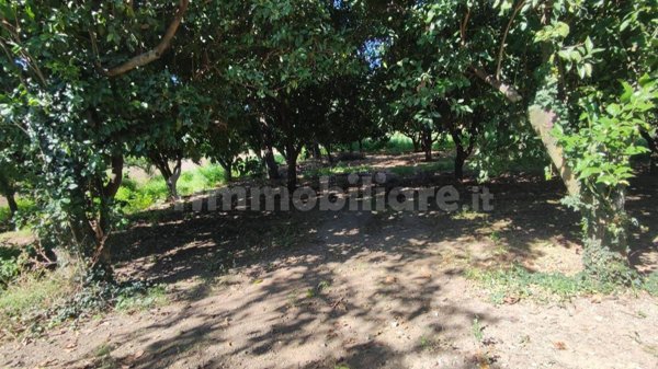 terreno agricolo in vendita a Maddaloni in zona Mastrilli