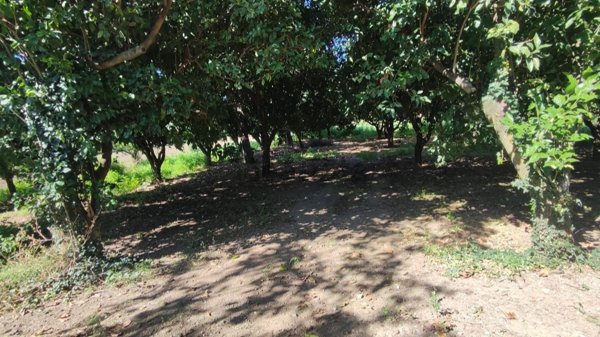 terreno agricolo in vendita a Maddaloni in zona Mastrilli