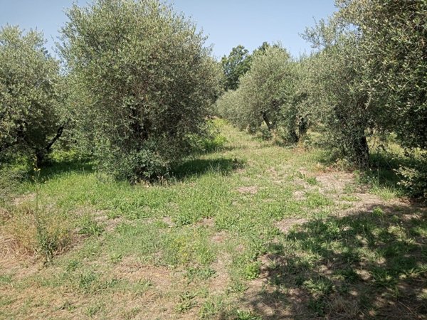 terreno agricolo in vendita a Marzano Appio