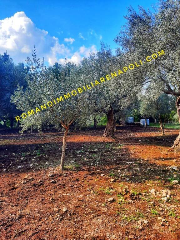 terreno agricolo in vendita a Mignano Monte Lungo in zona Caspoli