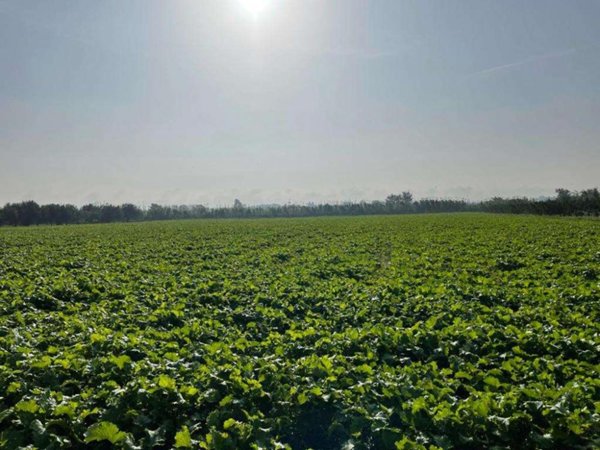 terreno agricolo in vendita a Mondragone