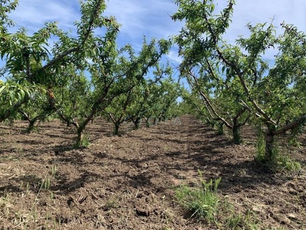 terreno agricolo in vendita a Mondragone