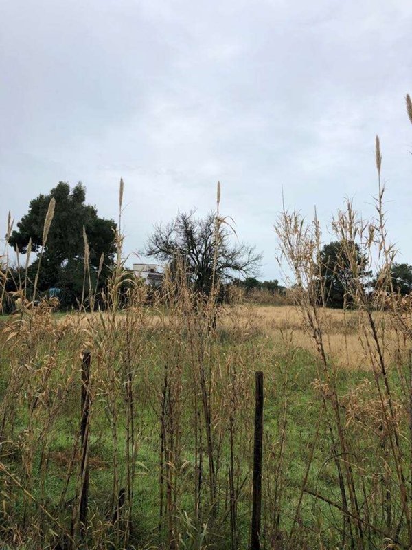 terreno agricolo in vendita a Mondragone