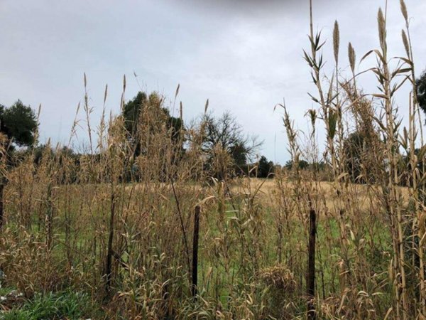 terreno agricolo in vendita a Mondragone