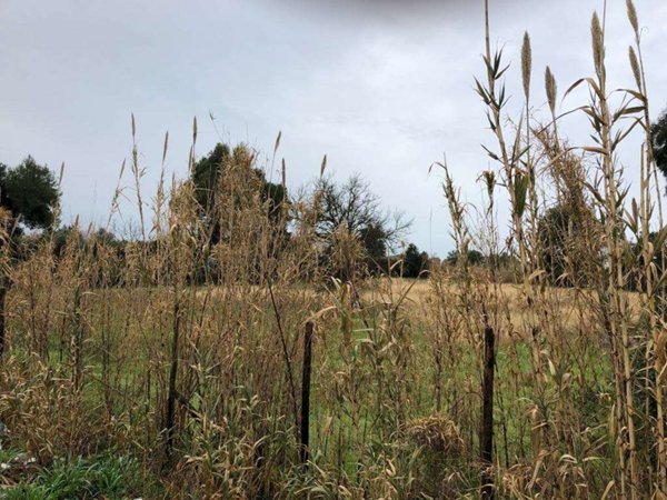 terreno agricolo in vendita a Mondragone