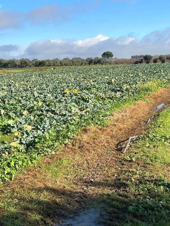 terreno agricolo in vendita a Mondragone