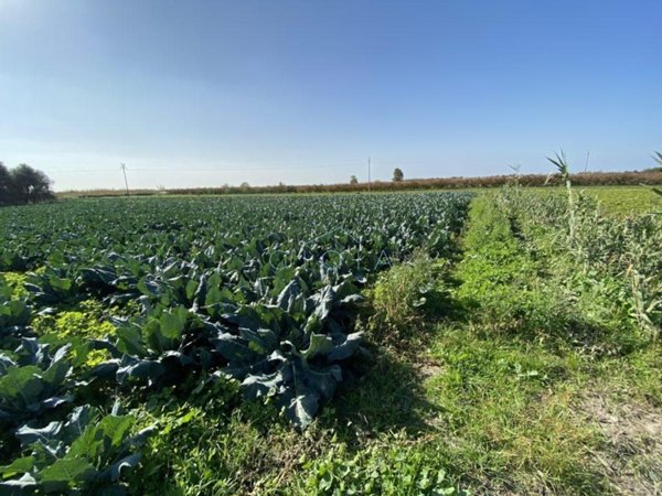 terreno agricolo in vendita a Mondragone