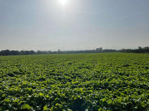 terreno agricolo in vendita a Mondragone