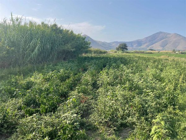 terreno agricolo in vendita a Mondragone
