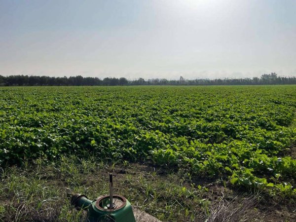 terreno agricolo in vendita a Mondragone