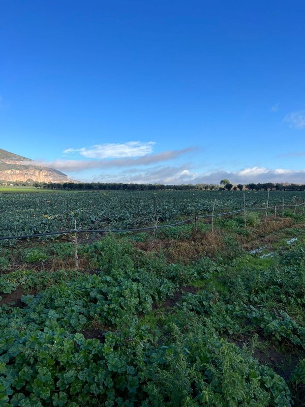 terreno agricolo in vendita a Mondragone