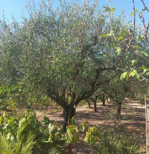 terreno agricolo in vendita a Mondragone