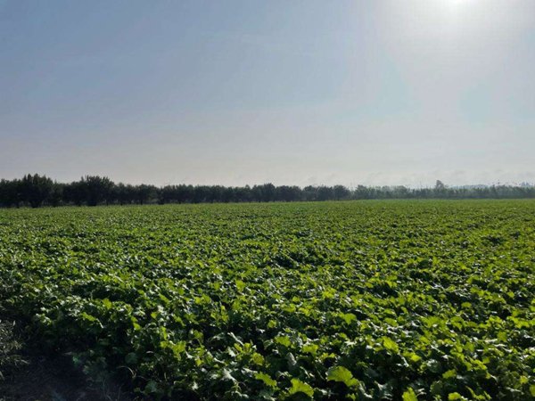 terreno agricolo in vendita a Mondragone