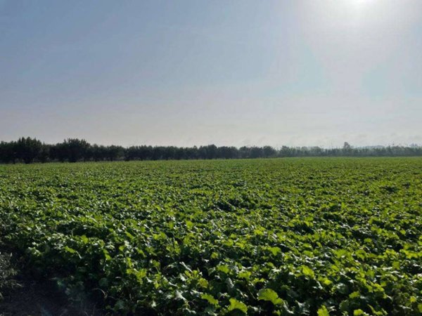 terreno agricolo in vendita a Mondragone