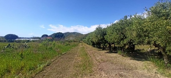 terreno agricolo in vendita a Mondragone in zona Levagnole