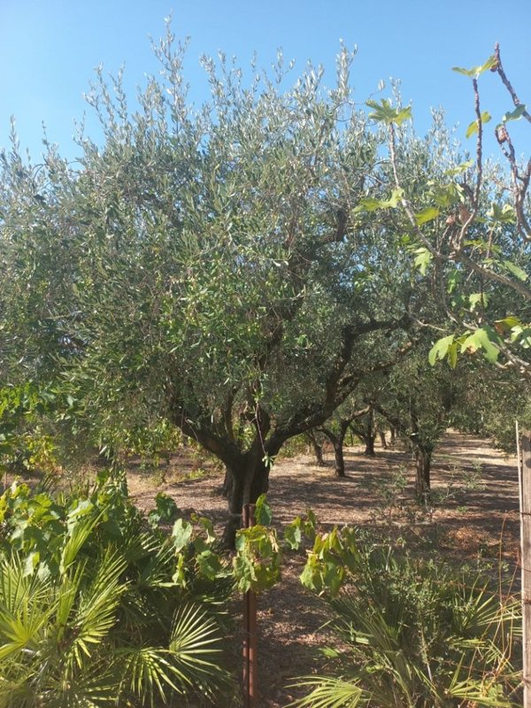 terreno in vendita a Mondragone