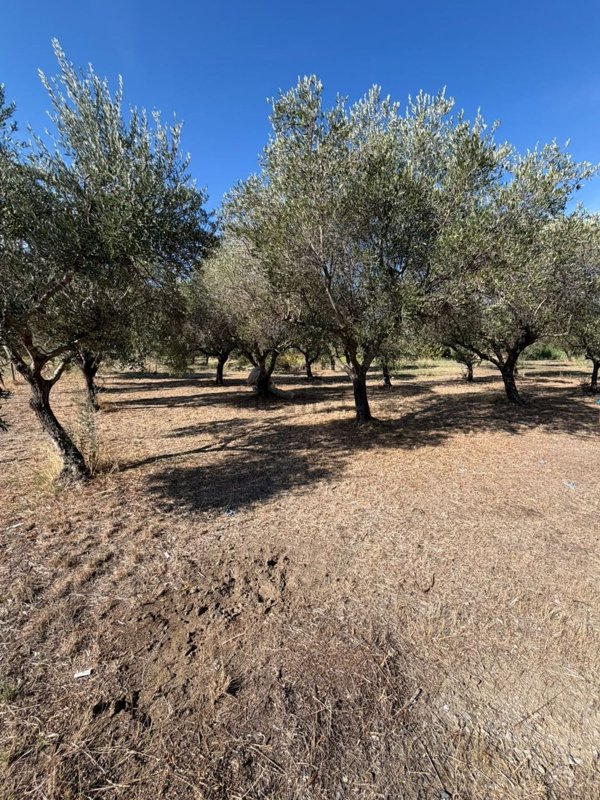 terreno agricolo in vendita a Mondragone