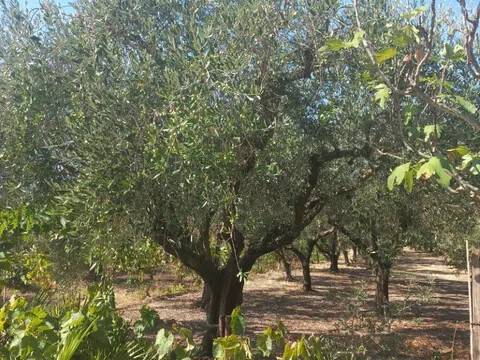 terreno in vendita a Mondragone