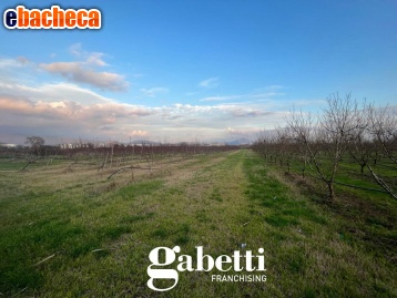 terreno agricolo in vendita a Pastorano in zona Torre Lupara