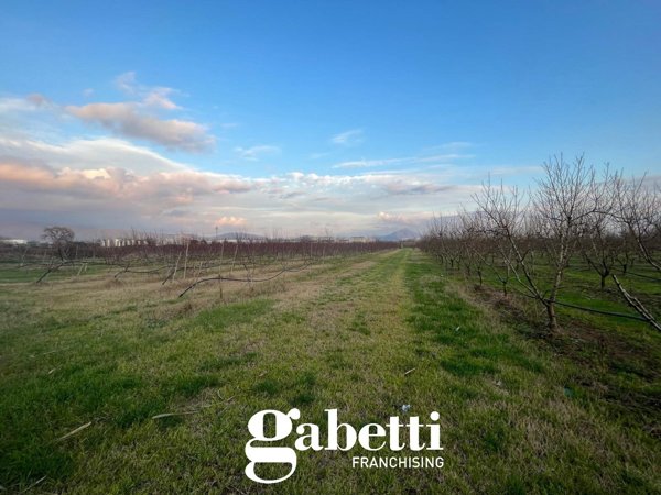 terreno agricolo in vendita a Pastorano in zona Torre Lupara