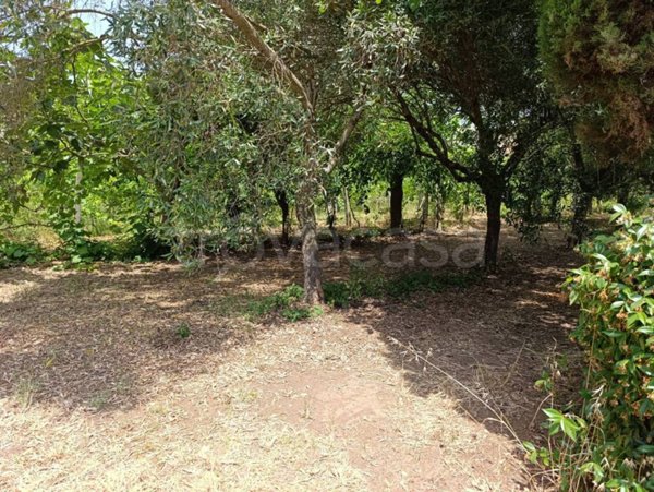 terreno agricolo in vendita a Pastorano