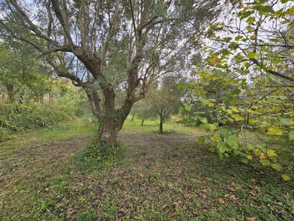 terreno agricolo in vendita a Pastorano