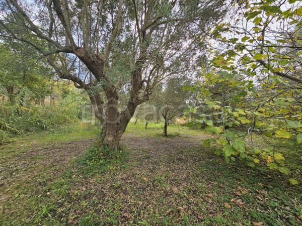 terreno agricolo in vendita a Pastorano