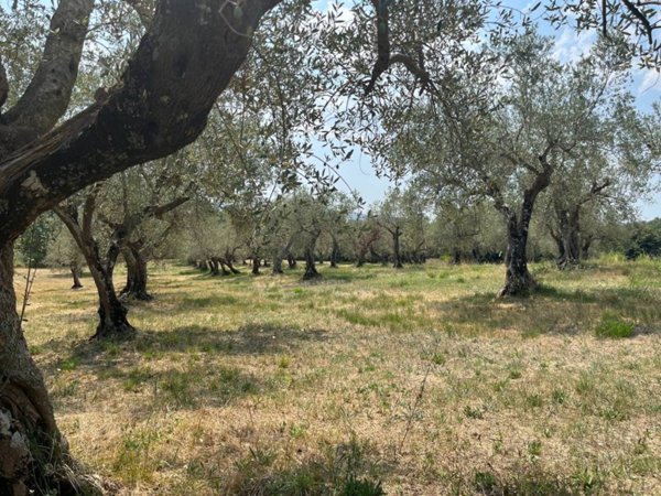 terreno agricolo in vendita a Piana di Monte Verna