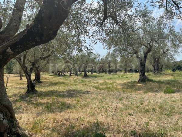 terreno agricolo in vendita a Piana di Monte Verna