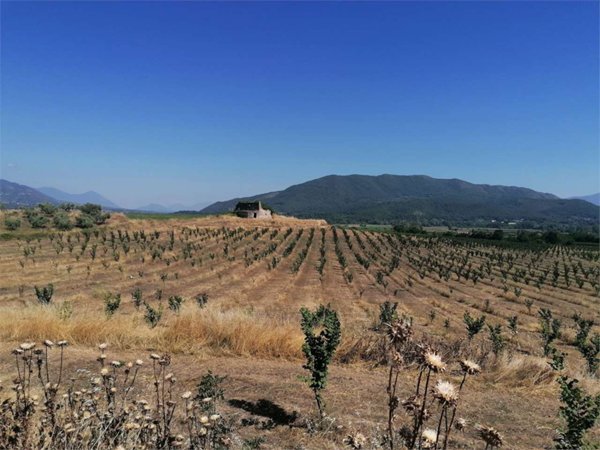 terreno agricolo in vendita a Pietramelara
