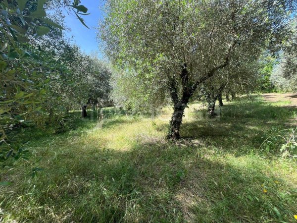 terreno agricolo in vendita a Pontelatone
