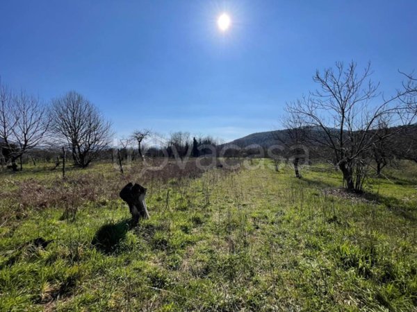 terreno agricolo in vendita a Pontelatone
