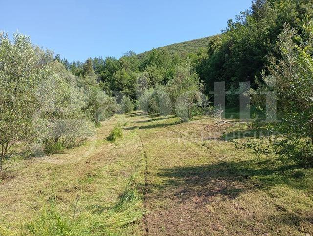 terreno agricolo in vendita a Pontelatone