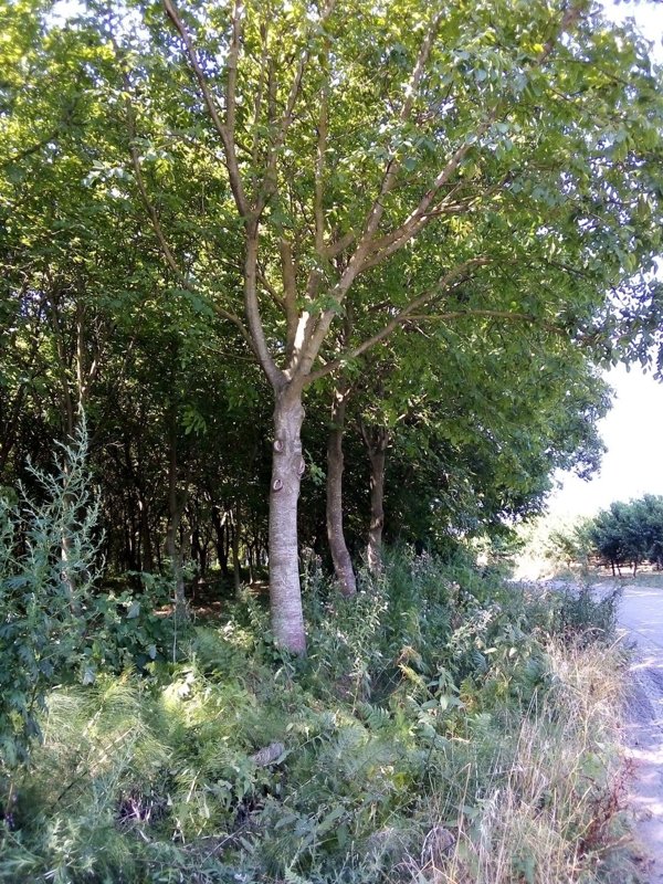 terreno agricolo in vendita a Presenzano