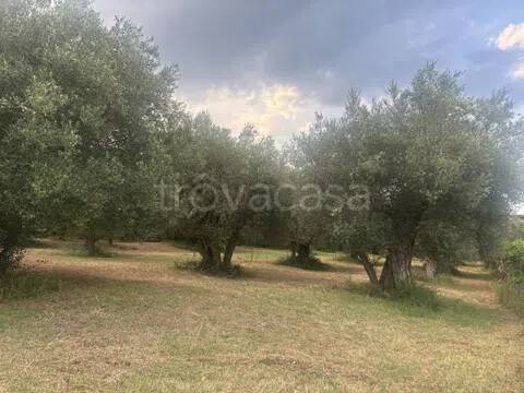 terreno agricolo in vendita a Presenzano