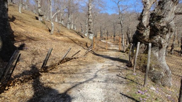 terreno agricolo in vendita a Roccamonfina