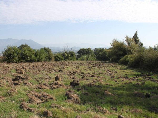 terreno agricolo in vendita a Ruviano