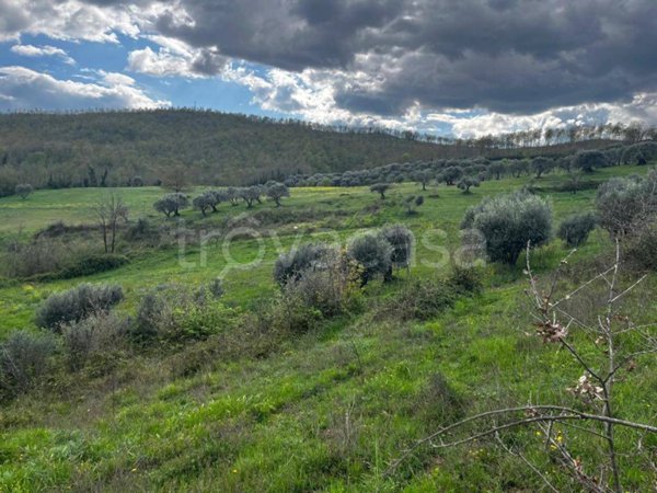 terreno agricolo in vendita a Ruviano in zona Alvignanello