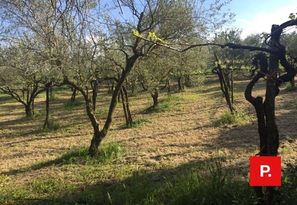 casa indipendente in vendita a Ruviano