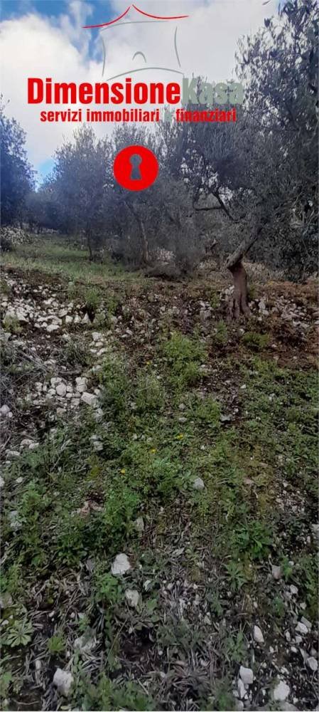 terreno agricolo in vendita a San Felice a Cancello in zona Talanico