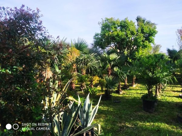terreno in vendita a San Marcellino