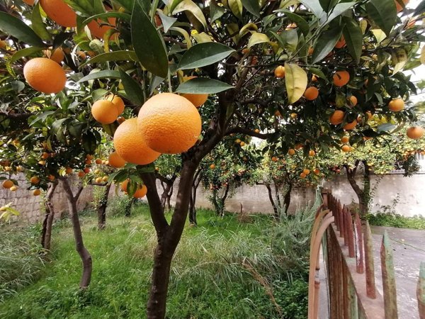 casa indipendente in vendita a San Nicola la Strada