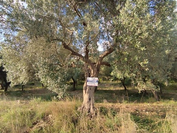 terreno agricolo in vendita a San Pietro Infine
