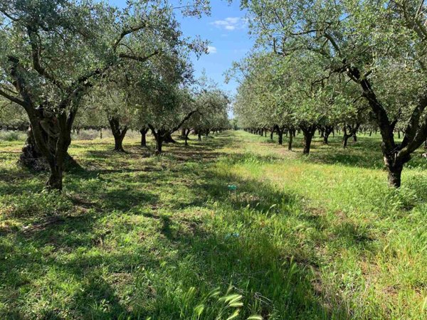 terreno agricolo in vendita a San Prisco