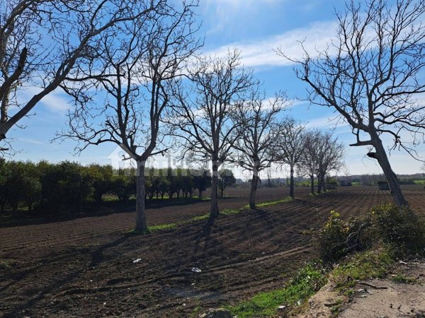 terreno agricolo in vendita a Santa Maria a Vico