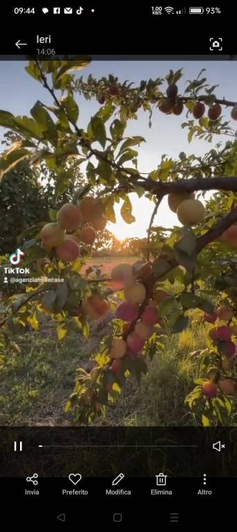 terreno agricolo in vendita a San Tammaro