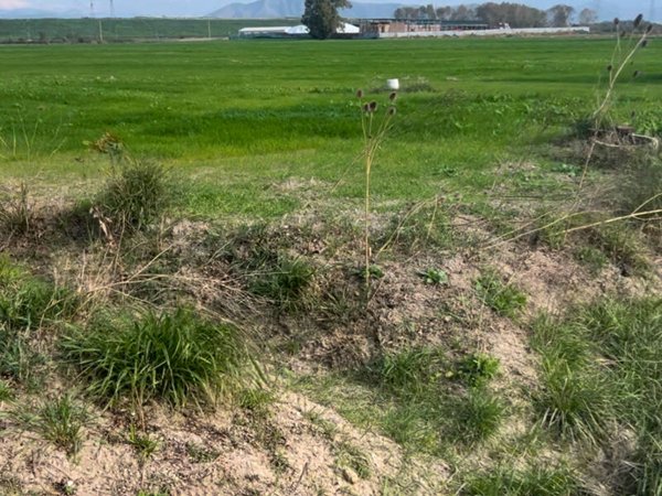 terreno agricolo in vendita a San Tammaro in zona Carditello