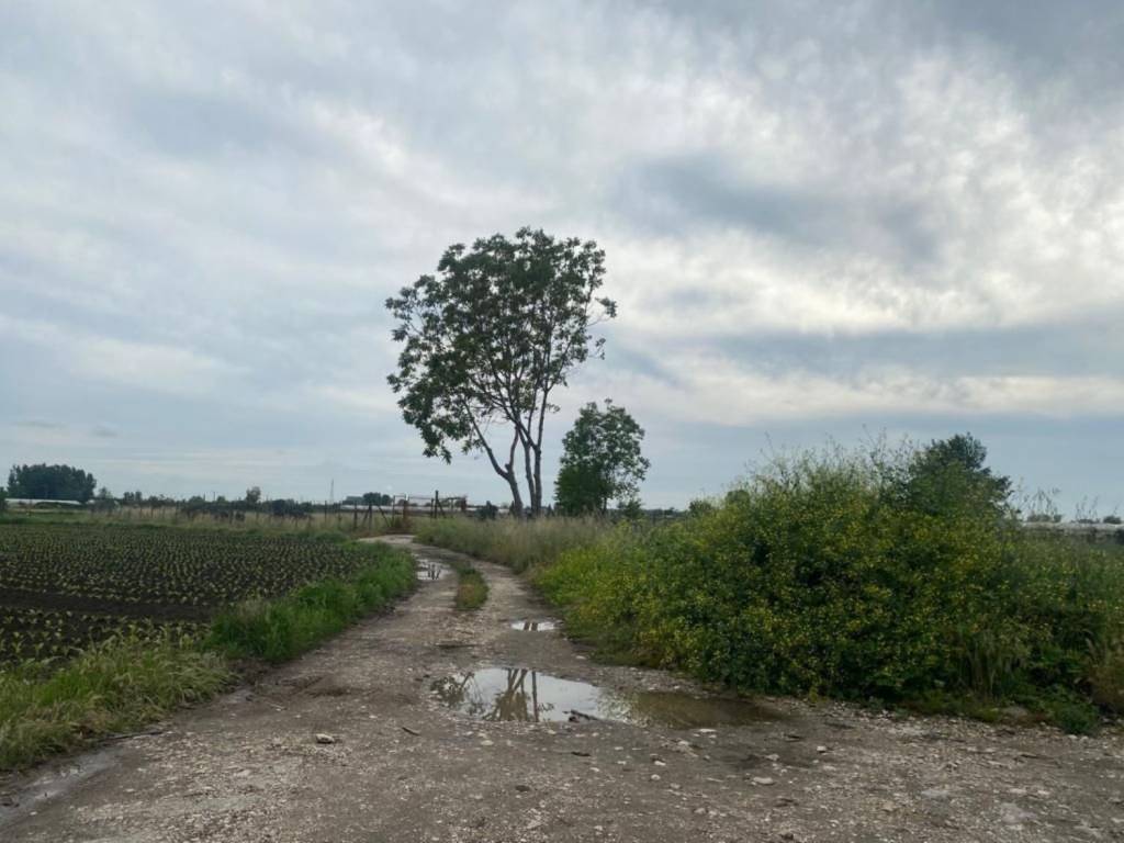 terreno agricolo in vendita a San Tammaro